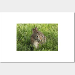 Bunny Rabbit shot closeup in the green grass Posters and Art